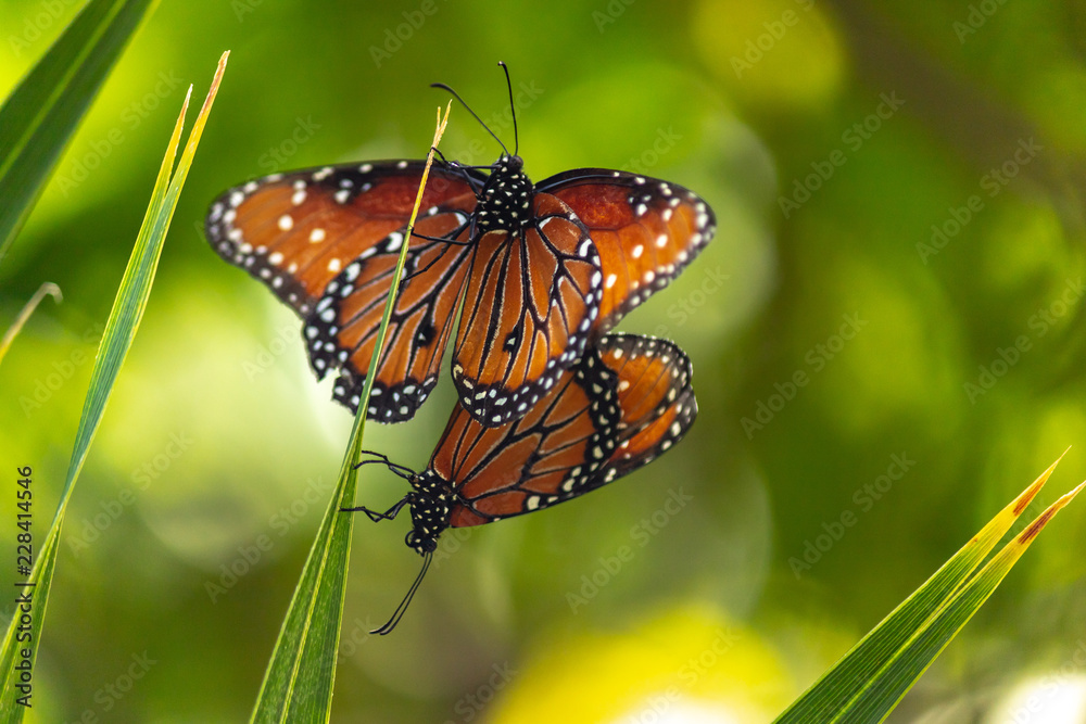Mating Monarch Butterflies perched on leaf. Migratory bugs that invade Mexico every year. This couple take a momento to mate and reproduce. Mating Monarch Butterflies perched on leaf. Migratory bugs that invade Mexico every year. This couple take a momento to mate and reproduce.