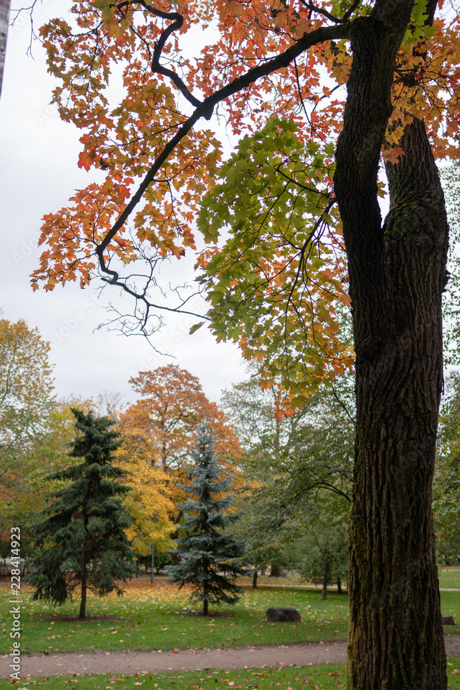 autumn park autumn park