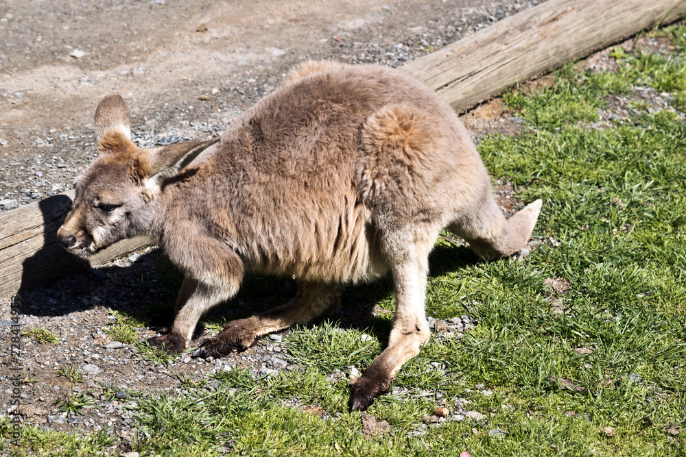 joey red kangaroo joey red kangaroo