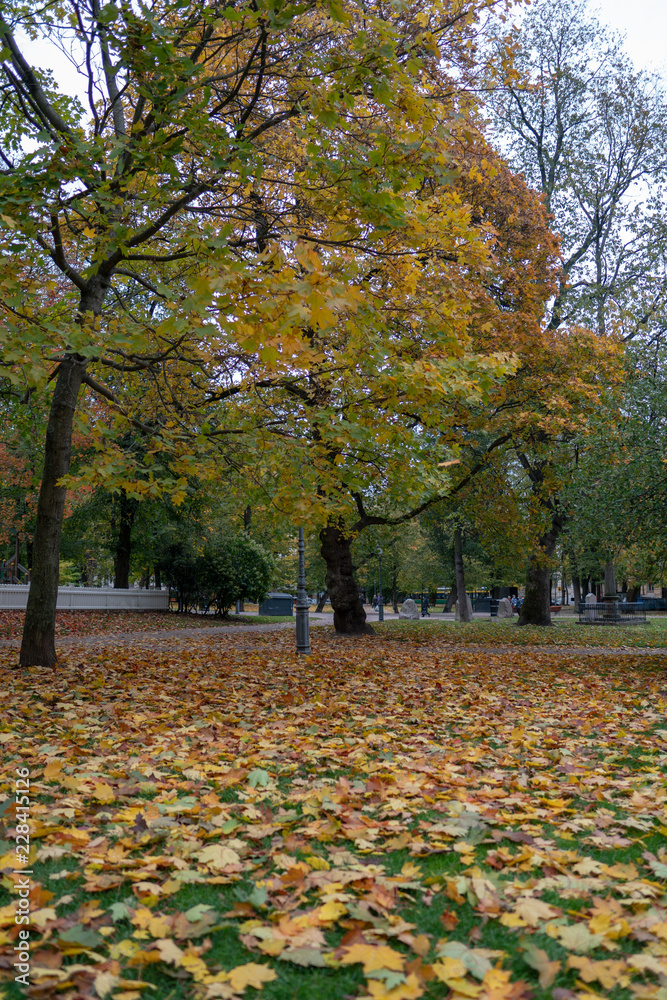 gray day in the colorful autumn park gray day in the colorful autumn park