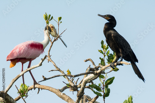 cormoran photo
