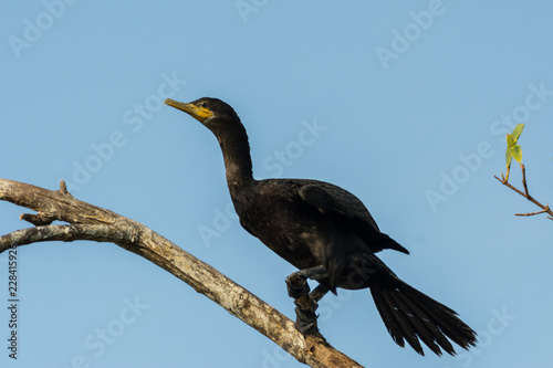 cormoran photo