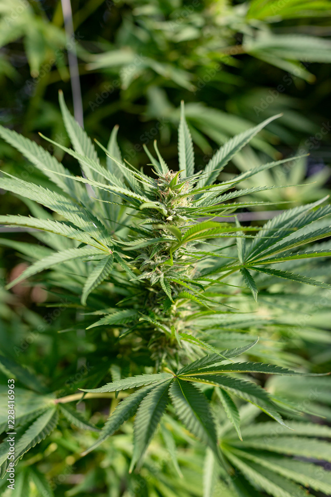 A cannabis plant with large sun leaves in an outdoor grow operation. A cannabis plant with large sun leaves in an outdoor grow operation.