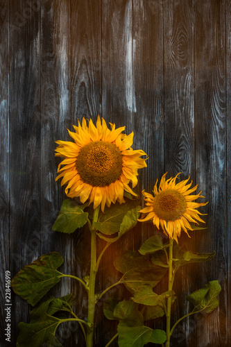 wo bright sunflowers against a dark wooden table