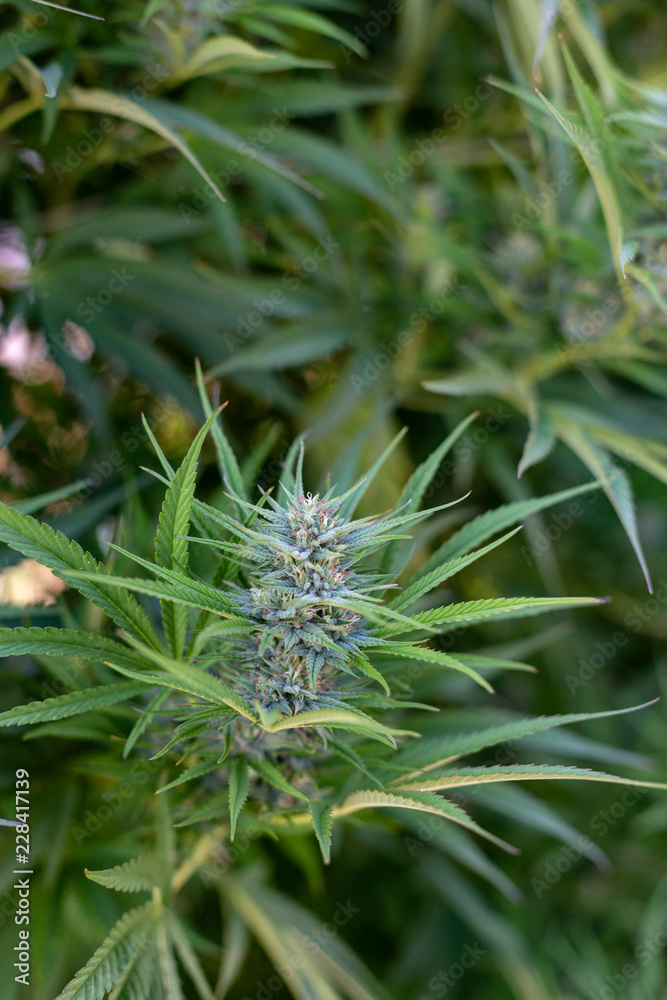 View of a marijuana bud and its leaves.