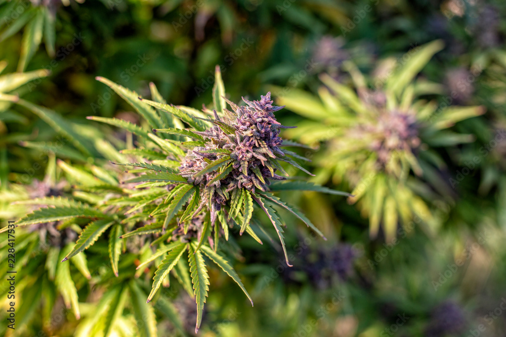Orange fall sunlight hits ripening purple marijuana buds at an outdoor grow operation. Orange fall sunlight hits ripening purple marijuana buds at an outdoor grow operation.