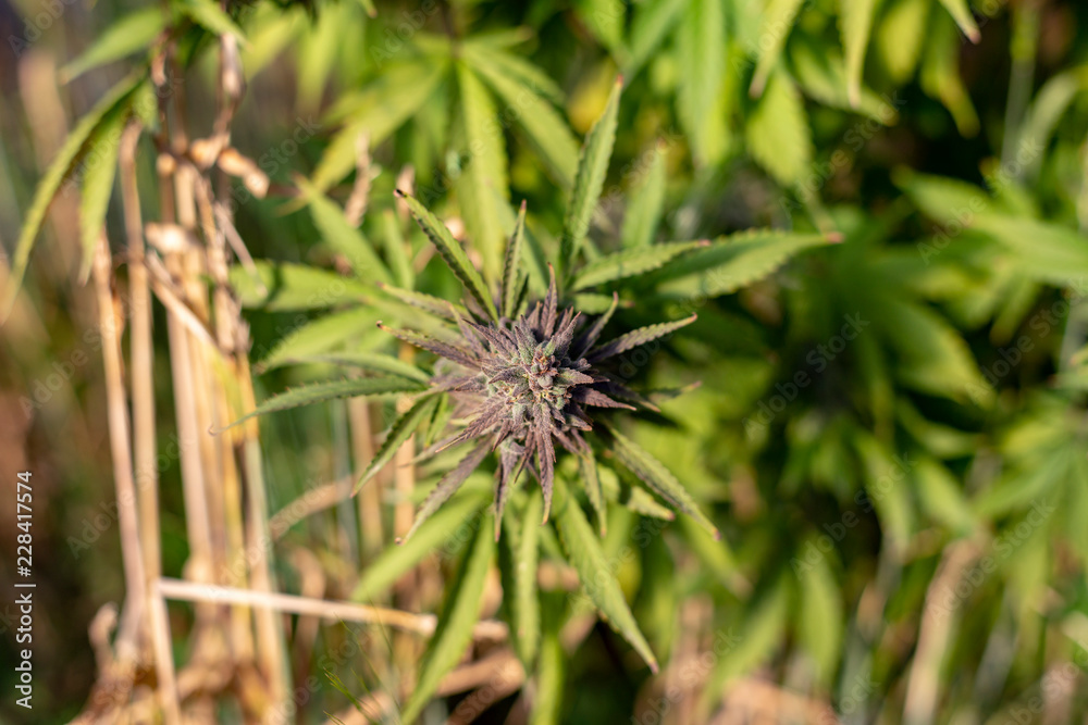 Nice purple weed growing outside. Nice purple weed growing outside.
