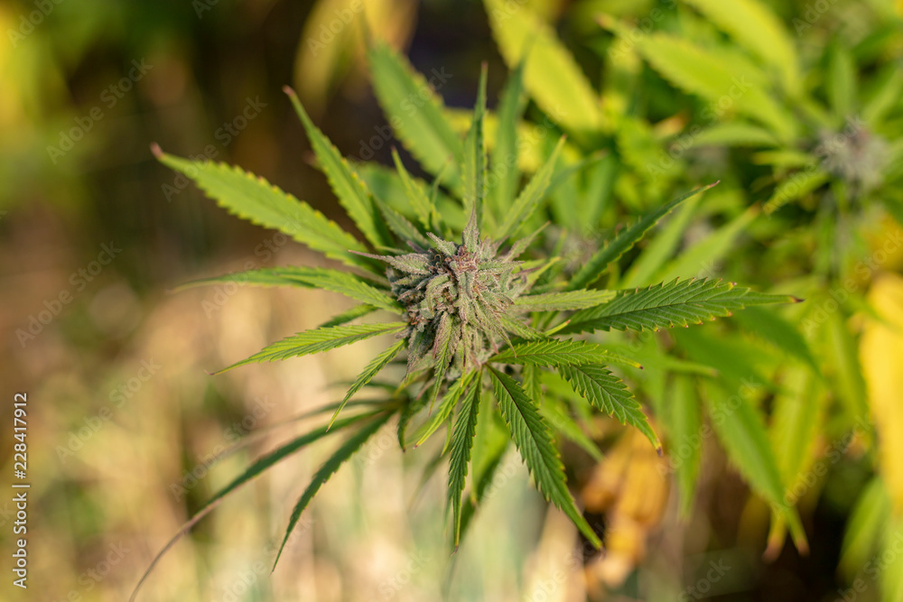 Sunlight hit a medical marijuana bud in the early autumn. Sunlight hit a medical marijuana bud in the early autumn.