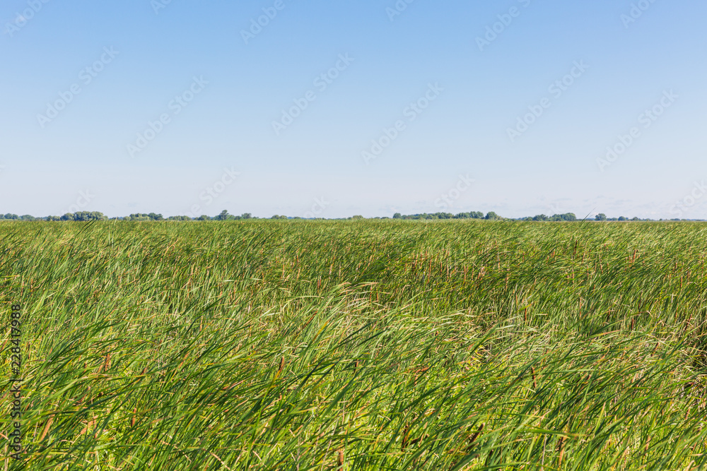 Obraz premium common reed with blue sky background in a sunny and windy summer vacation day