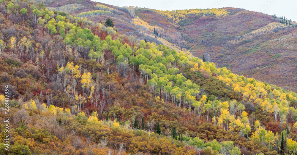 Fotografie lush rolling hillside forest covered in vivid autumn colors near Park City, Utah