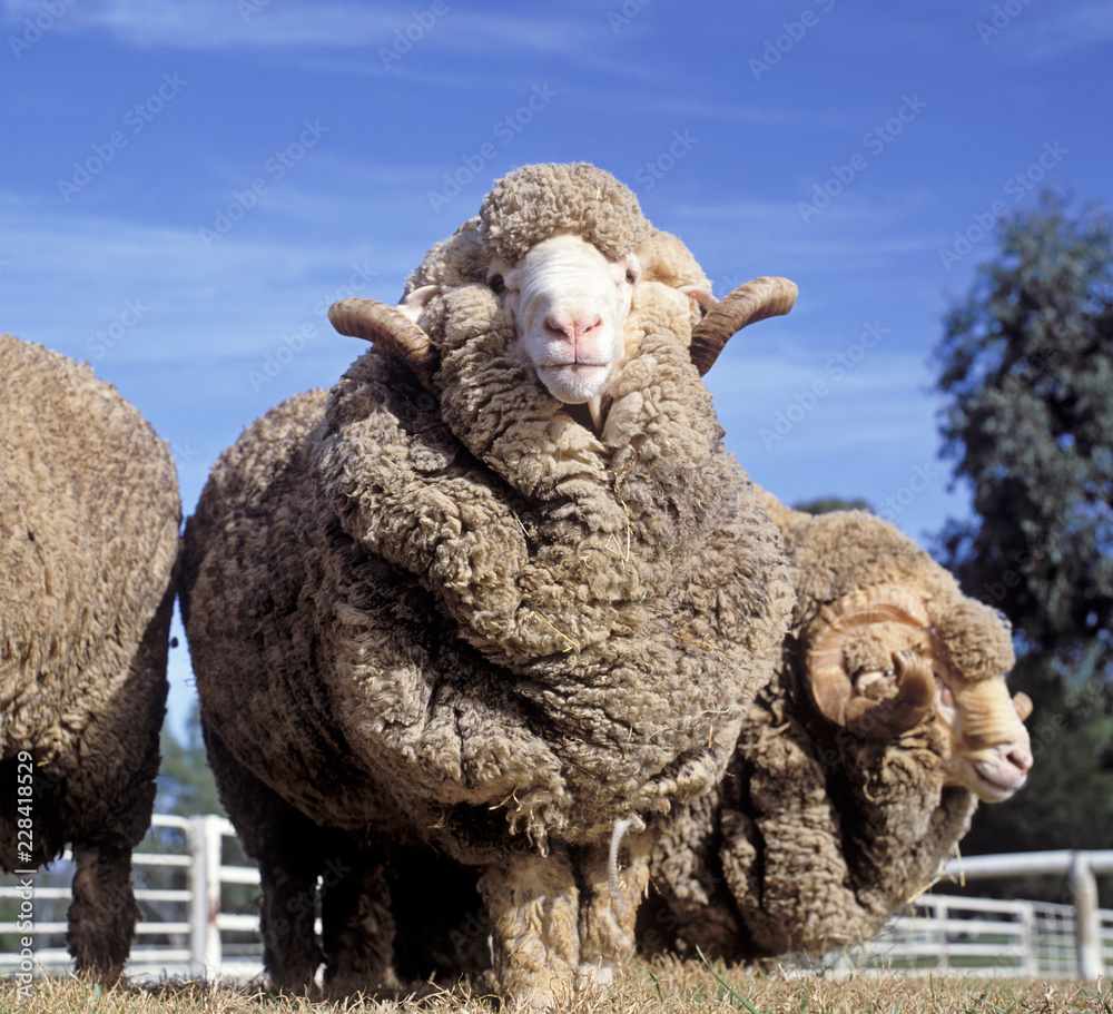 Obraz premium Stadnina barana merynosów na farmie w Australii. Owca
