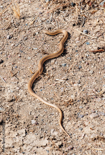 Deadly Australian taipan snake.