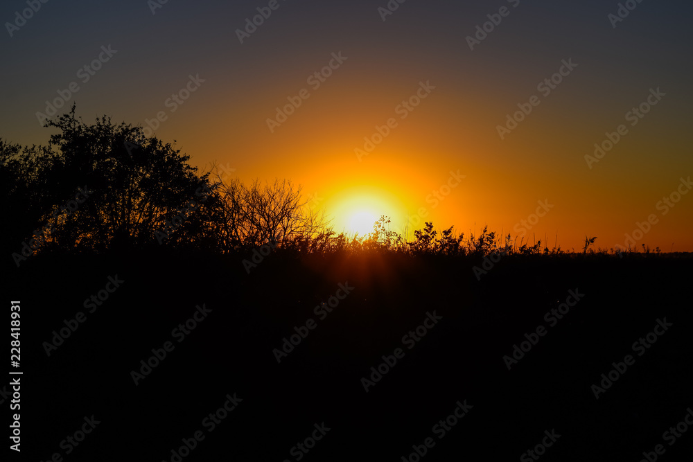 Sunset on the background of grass and trees