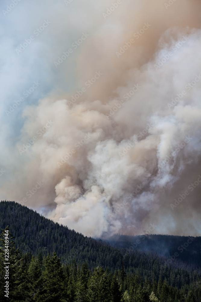 Fototapeta premium forest fire on hill