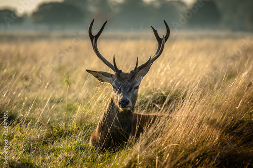 Deer in the park