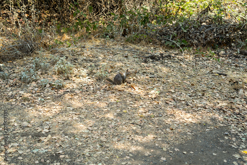 Wallpaper Mural view of the park Torontodigital.ca