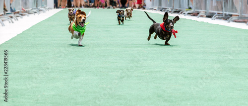 Wiener Dog race