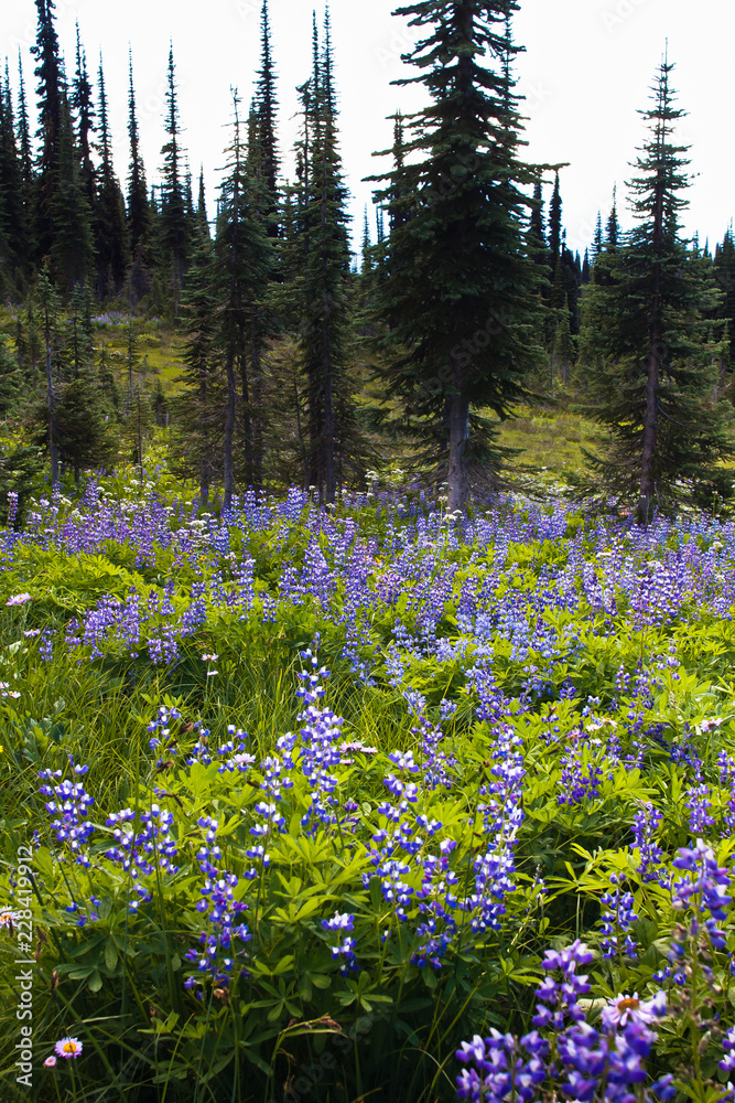 Fototapeta premium Alpine Flowers