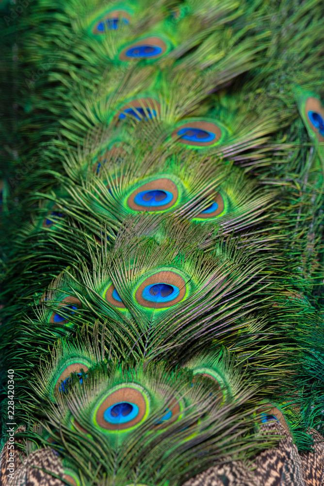 Obraz premium Beautiful peacock feathers for the background.