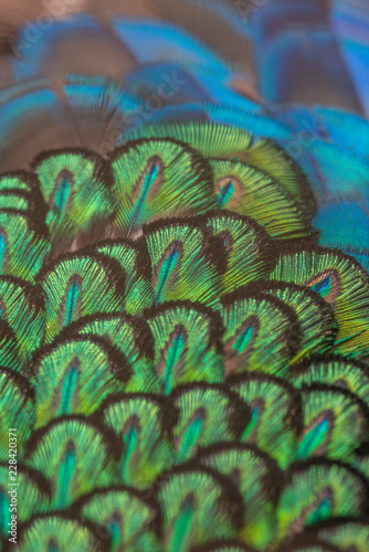 Beautiful peacock feathers for the background.