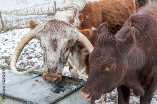 Cattle in the South Downs on a cold winters day, trying to drink from a frozen water trough