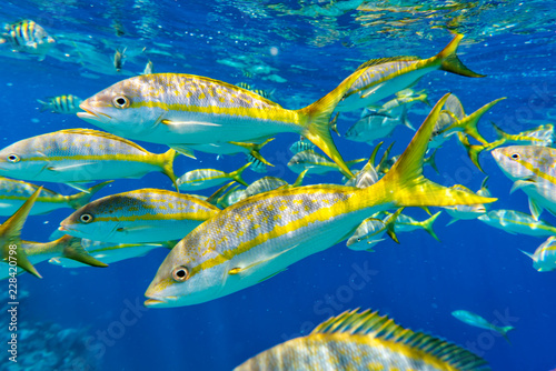Group of colorful Yellowtail Snappers fish school in blue water. Selective focus