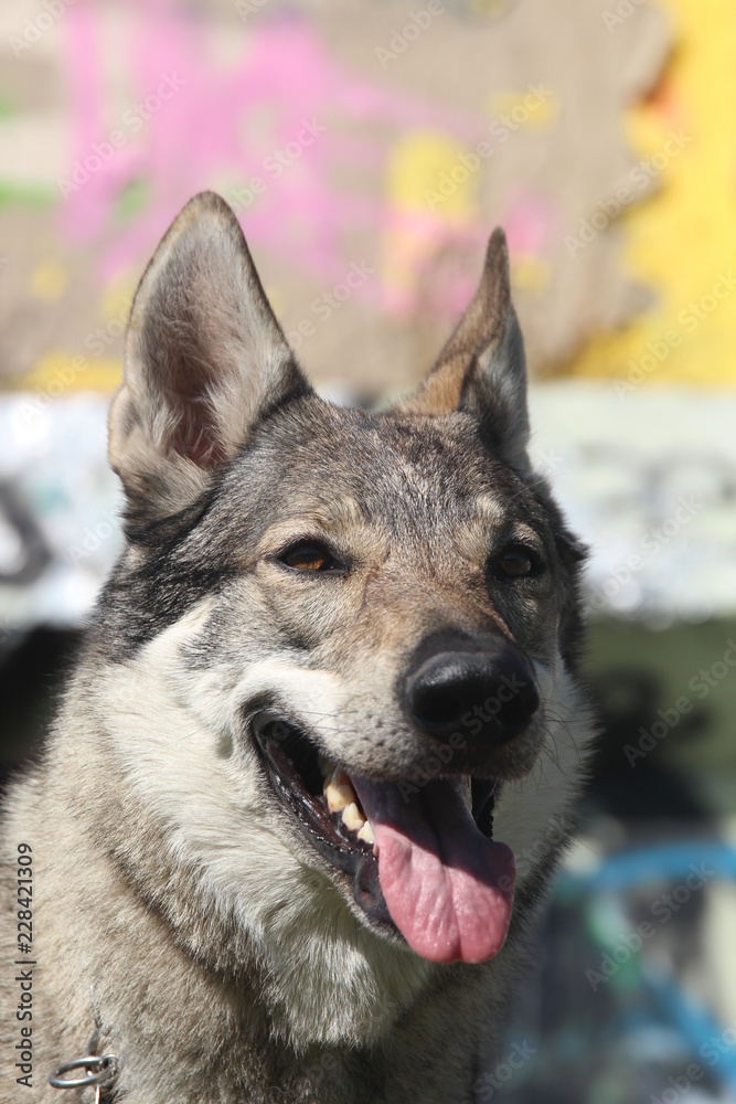 tschechoslowakischer Wolfhund