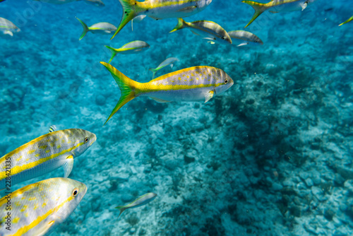 Group of Yellowtail Snappers fish underwater. Selective focus