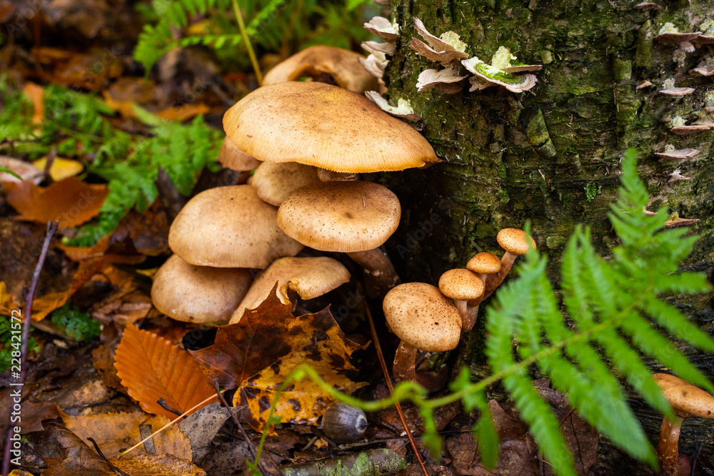 Forest mushrooms harvest close up at day Forest mushrooms harvest close up at day