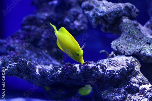 Many beautiful colored yellow fish in the water. Underwater world