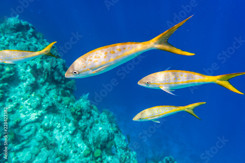 Colorful Yellowtail Snappers fish on the coral reef edge. Selective focus
