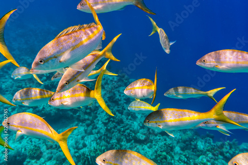 Colorful Yellowtail Snappers fish school underwater. Selective focus © marchello74