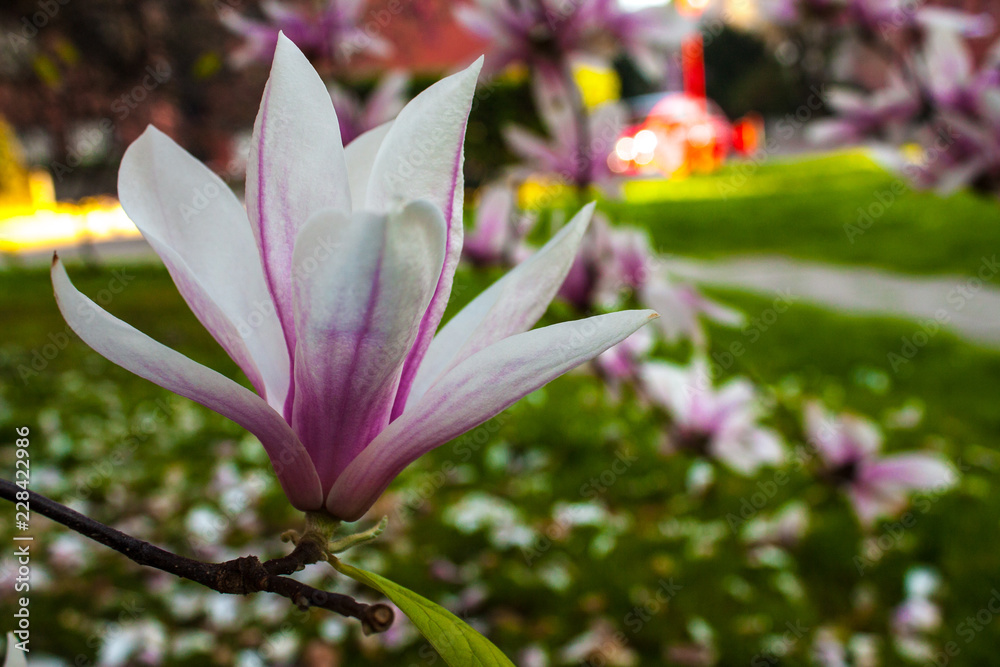 Fototapeta premium Blooming Magnolia flower close up, colorful and vivid plant, natural background