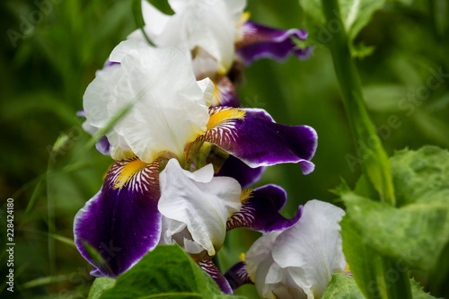 Bi-Color Iris