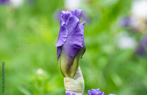 Purple Iris