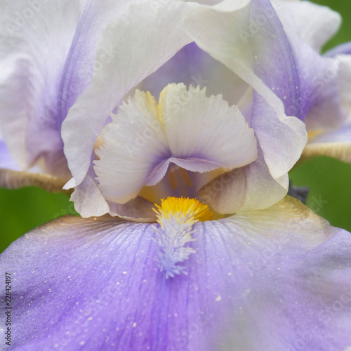 Pale Purple Iris