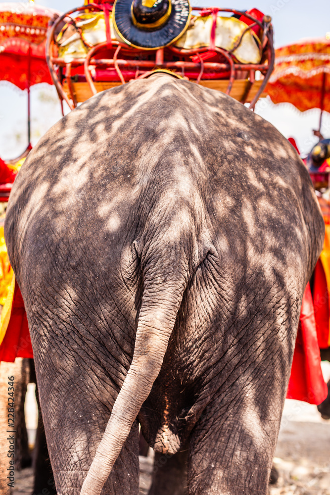 Elephant from behind