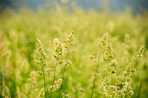 Grasses 