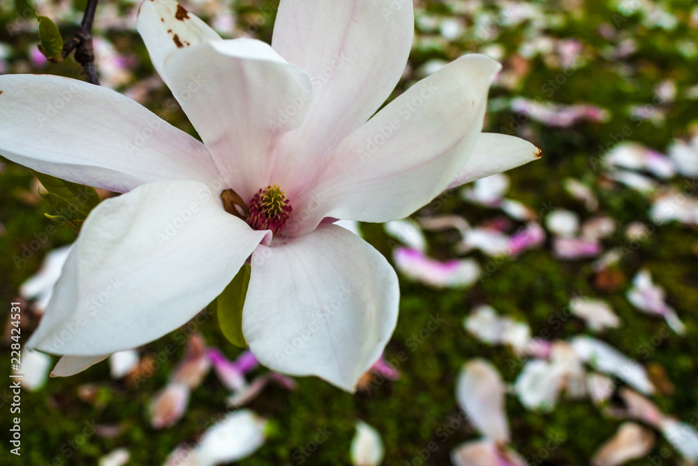 Blooming Magnolia flower close up, colorful and vivid plant, natural background Blooming Magnolia flower close up, colorful and vivid plant, natural background