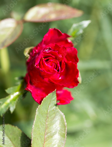 Flowers rose in the yard