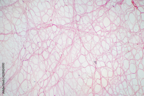 Areolar connective tissue under the microscope view.