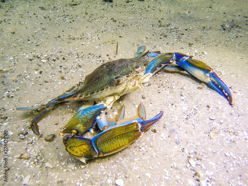 Blue crab under water on sandy bottom photo