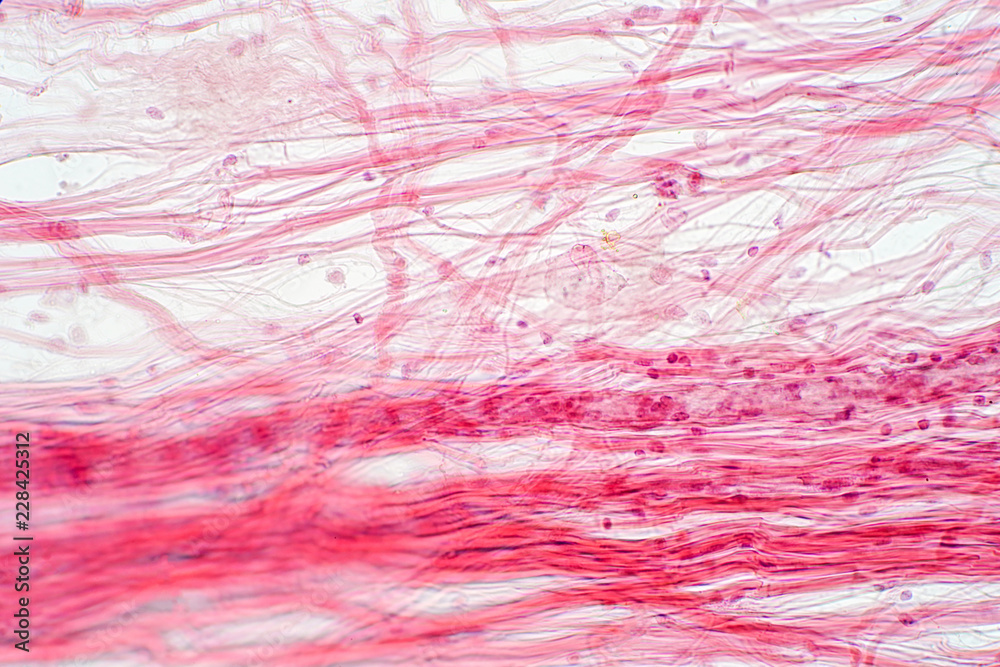 Areolar Connective Tissue Under The Microscope View Stock Photo
