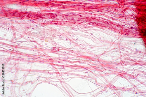 Tableau sur toile Areolar connective tissue under the microscope view.