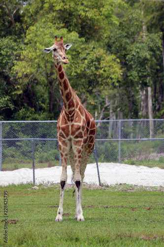 Canvas Print Giraffe