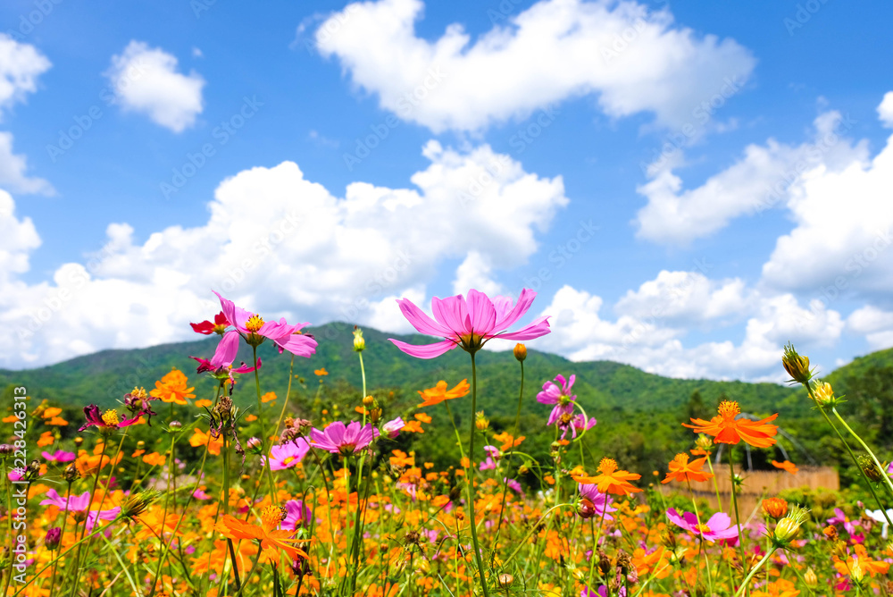 Various kinds of flowers in mountain and sky.
