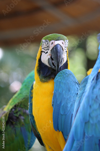 a close up of a macaw photo