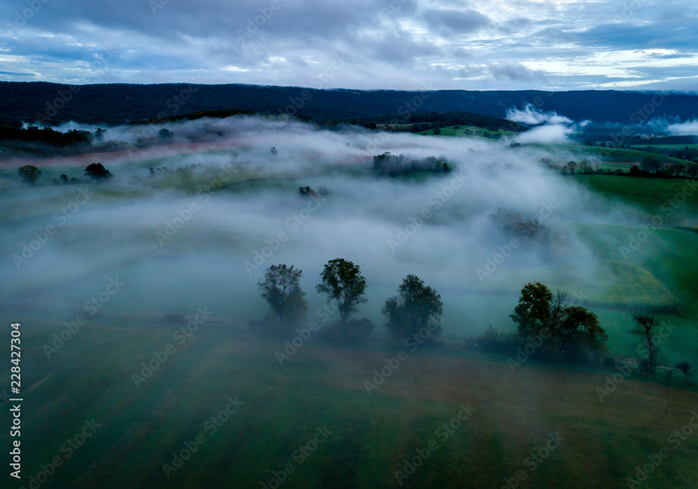 Field in the Mist