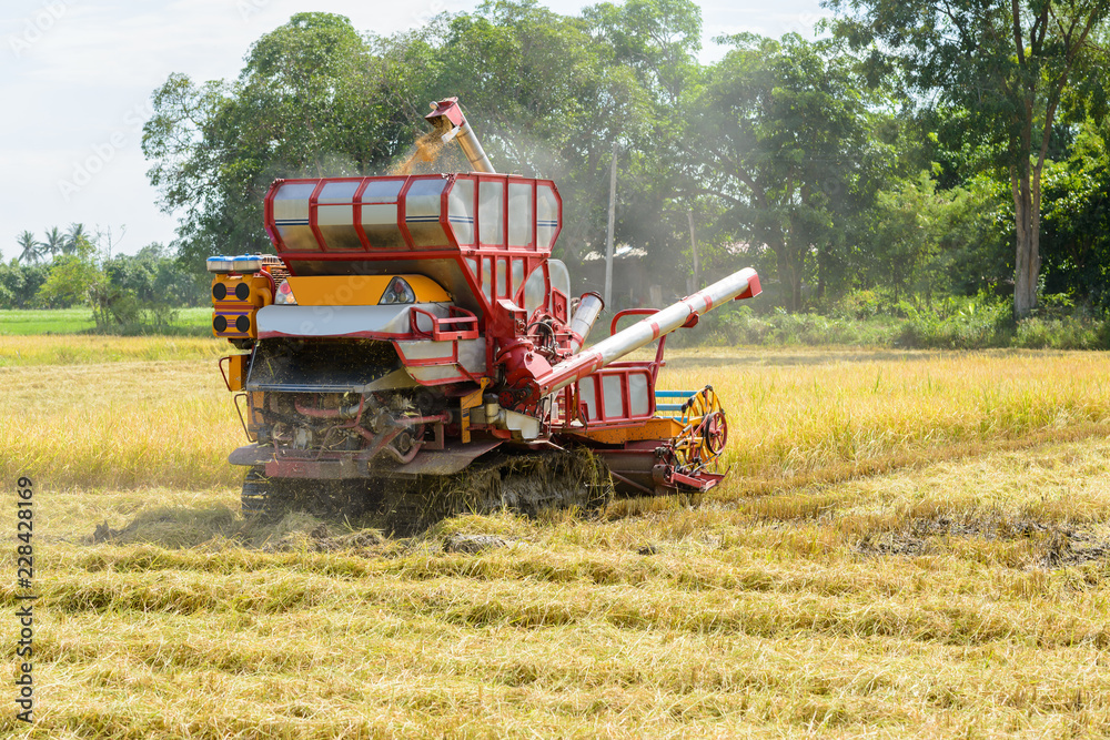 Fototapeta premium Combine harvester Working on rice field. Harvesting is the process of gathering a ripe crop