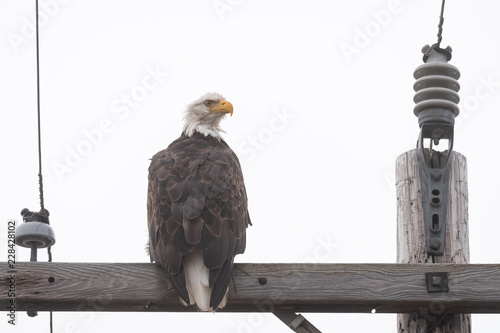 Bald eagle sitting on the crossbar of a wood utility pole
